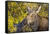 USA, Wyoming, Headshot of Cow and Calf Moose Nuzzling Each Other-Elizabeth Boehm-Framed Stretched Canvas