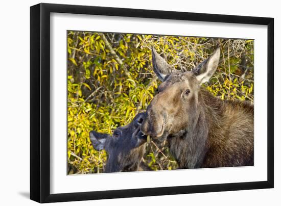 USA, Wyoming, Headshot of Cow and Calf Moose Nuzzling Each Other-Elizabeth Boehm-Framed Photographic Print