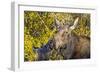 USA, Wyoming, Headshot of Cow and Calf Moose Nuzzling Each Other-Elizabeth Boehm-Framed Photographic Print