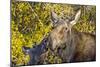 USA, Wyoming, Headshot of Cow and Calf Moose Nuzzling Each Other-Elizabeth Boehm-Mounted Photographic Print