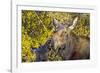 USA, Wyoming, Headshot of Cow and Calf Moose Nuzzling Each Other-Elizabeth Boehm-Framed Photographic Print