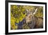 USA, Wyoming, Headshot of Cow and Calf Moose Nuzzling Each Other-Elizabeth Boehm-Framed Photographic Print