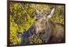 USA, Wyoming, Headshot of Cow and Calf Moose Nuzzling Each Other-Elizabeth Boehm-Framed Photographic Print