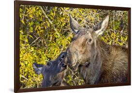 USA, Wyoming, Headshot of Cow and Calf Moose Nuzzling Each Other-Elizabeth Boehm-Framed Photographic Print