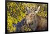 USA, Wyoming, Headshot of Cow and Calf Moose Nuzzling Each Other-Elizabeth Boehm-Framed Photographic Print