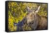 USA, Wyoming, Headshot of Cow and Calf Moose Nuzzling Each Other-Elizabeth Boehm-Framed Stretched Canvas