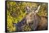 USA, Wyoming, Headshot of Cow and Calf Moose Nuzzling Each Other-Elizabeth Boehm-Framed Stretched Canvas