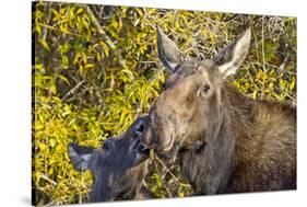 USA, Wyoming, Headshot of Cow and Calf Moose Nuzzling Each Other-Elizabeth Boehm-Stretched Canvas