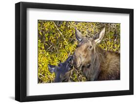 USA, Wyoming, Headshot of Cow and Calf Moose Nuzzling Each Other-Elizabeth Boehm-Framed Photographic Print