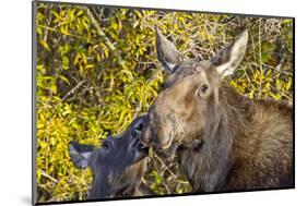 USA, Wyoming, Headshot of Cow and Calf Moose Nuzzling Each Other-Elizabeth Boehm-Mounted Photographic Print