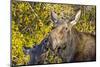 USA, Wyoming, Headshot of Cow and Calf Moose Nuzzling Each Other-Elizabeth Boehm-Mounted Premium Photographic Print