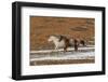 USA, Wyoming. Hideout Horse Ranch, horses in snow. (PR)-Hollice Looney-Framed Photographic Print