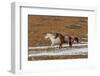 USA, Wyoming. Hideout Horse Ranch, horses in snow. (PR)-Hollice Looney-Framed Photographic Print