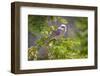 USA, Wyoming, Laramie. Canada jay in tree.-Jaynes Gallery-Framed Photographic Print