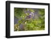 USA, Wyoming, Laramie. Canada jay in tree.-Jaynes Gallery-Framed Photographic Print