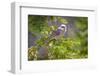 USA, Wyoming, Laramie. Canada jay in tree.-Jaynes Gallery-Framed Photographic Print