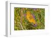 USA, Wyoming, Laramie. Zerene fritillary close-up.-Jaynes Gallery-Framed Photographic Print