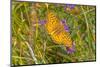 USA, Wyoming, Laramie. Zerene fritillary close-up.-Jaynes Gallery-Mounted Photographic Print