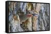 Usa, Wyoming, Lincoln County, a Northern Flicker removes a fecal sac from the nest-Elizabeth Boehm-Framed Stretched Canvas