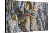 Usa, Wyoming, Lincoln County, a Northern Flicker removes a fecal sac from the nest-Elizabeth Boehm-Stretched Canvas