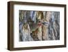 Usa, Wyoming, Lincoln County, a Northern Flicker removes a fecal sac from the nest-Elizabeth Boehm-Framed Photographic Print