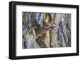 Usa, Wyoming, Lincoln County, a Northern Flicker removes a fecal sac from the nest-Elizabeth Boehm-Framed Photographic Print