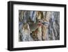 Usa, Wyoming, Lincoln County, a Northern Flicker removes a fecal sac from the nest-Elizabeth Boehm-Framed Photographic Print