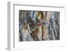 Usa, Wyoming, Lincoln County, a Northern Flicker removes a fecal sac from the nest-Elizabeth Boehm-Framed Photographic Print