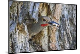 Usa, Wyoming, Lincoln County, a Northern Flicker removes a fecal sac from the nest-Elizabeth Boehm-Mounted Photographic Print
