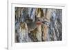 Usa, Wyoming, Lincoln County, a Northern Flicker removes a fecal sac from the nest-Elizabeth Boehm-Framed Photographic Print