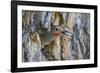 Usa, Wyoming, Lincoln County, a Northern Flicker removes a fecal sac from the nest-Elizabeth Boehm-Framed Photographic Print