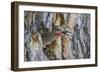 Usa, Wyoming, Lincoln County, a Northern Flicker removes a fecal sac from the nest-Elizabeth Boehm-Framed Photographic Print