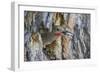 Usa, Wyoming, Lincoln County, a Northern Flicker removes a fecal sac from the nest-Elizabeth Boehm-Framed Photographic Print