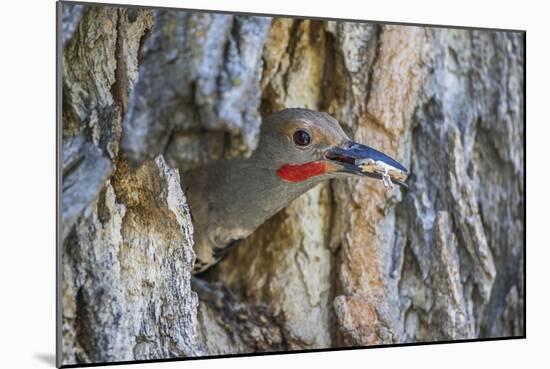 Usa, Wyoming, Lincoln County, a Northern Flicker removes a fecal sac from the nest-Elizabeth Boehm-Mounted Photographic Print