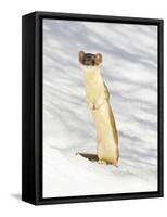 USA, Wyoming, Long Tailed Weasel Standing on Hind Legs on Snowdrift-Elizabeth Boehm-Framed Stretched Canvas