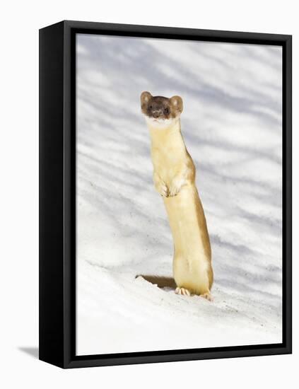 USA, Wyoming, Long Tailed Weasel Standing on Hind Legs on Snowdrift-Elizabeth Boehm-Framed Stretched Canvas