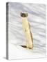 USA, Wyoming, Long Tailed Weasel Standing on Hind Legs on Snowdrift-Elizabeth Boehm-Stretched Canvas
