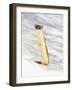 USA, Wyoming, Long Tailed Weasel Standing on Hind Legs on Snowdrift-Elizabeth Boehm-Framed Photographic Print