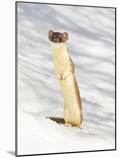 USA, Wyoming, Long Tailed Weasel Standing on Hind Legs on Snowdrift-Elizabeth Boehm-Mounted Photographic Print
