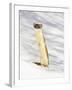 USA, Wyoming, Long Tailed Weasel Standing on Hind Legs on Snowdrift-Elizabeth Boehm-Framed Photographic Print