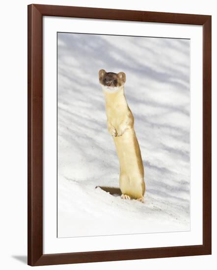 USA, Wyoming, Long Tailed Weasel Standing on Hind Legs on Snowdrift-Elizabeth Boehm-Framed Photographic Print