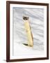 USA, Wyoming, Long Tailed Weasel Standing on Hind Legs on Snowdrift-Elizabeth Boehm-Framed Photographic Print