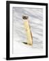 USA, Wyoming, Long Tailed Weasel Standing on Hind Legs on Snowdrift-Elizabeth Boehm-Framed Photographic Print