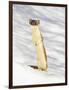 USA, Wyoming, Long Tailed Weasel Standing on Hind Legs on Snowdrift-Elizabeth Boehm-Framed Photographic Print