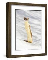 USA, Wyoming, Long Tailed Weasel Standing on Hind Legs on Snowdrift-Elizabeth Boehm-Framed Photographic Print