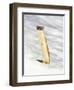 USA, Wyoming, Long Tailed Weasel Standing on Hind Legs on Snowdrift-Elizabeth Boehm-Framed Photographic Print