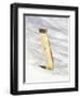 USA, Wyoming, Long Tailed Weasel Standing on Hind Legs on Snowdrift-Elizabeth Boehm-Framed Photographic Print