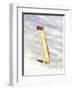 USA, Wyoming, Long Tailed Weasel Standing on Hind Legs on Snowdrift-Elizabeth Boehm-Framed Photographic Print