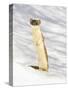 USA, Wyoming, Long Tailed Weasel Standing on Hind Legs on Snowdrift-Elizabeth Boehm-Stretched Canvas