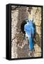 USA, Wyoming, Male Mountain Bluebird at Cavity Nest in Aspen Tree-Elizabeth Boehm-Framed Stretched Canvas